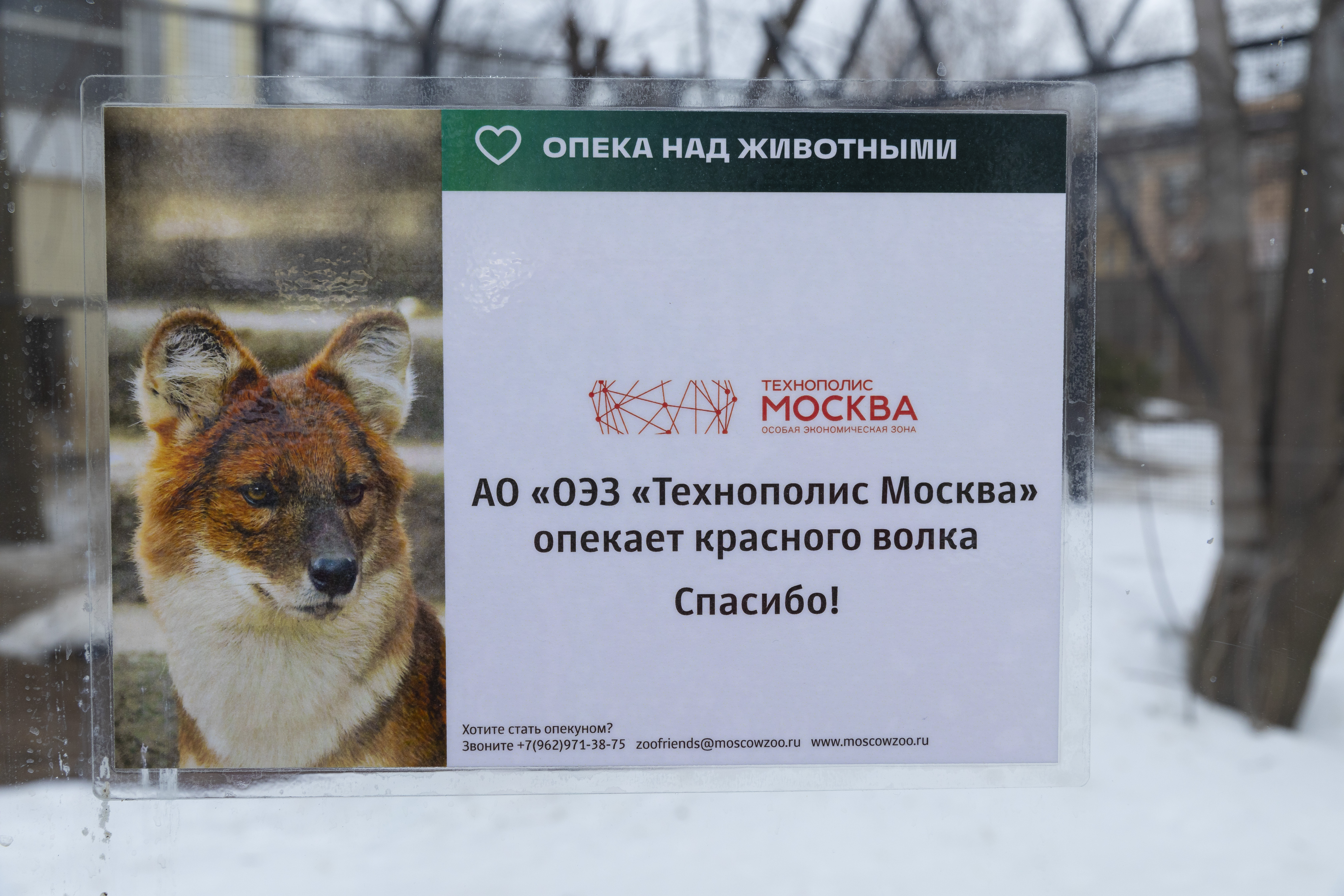 ОЭЗ «Технополис Москва» взяла опекунство над редким волком из столичного зоопарка